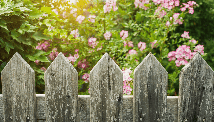 Wood Fence In Summer
